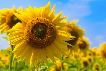 Obraz premium Yellow sunflower, field of sunflowers