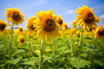 Fototapeta premium Yellow sunflowers, against the sky. Field of sunflowers on a bright sunny day.