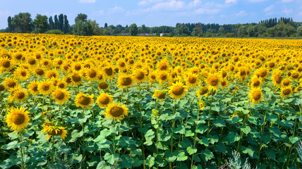 Field of sunflowers on a bright sunny day. Sunflowers natural background, Sunflower blooming