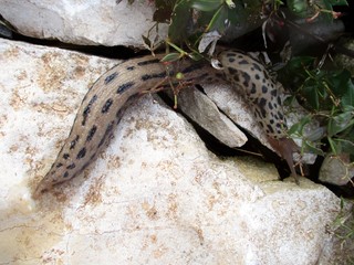limace tigre glissant vers l'ombre sur une dalle de calcaire