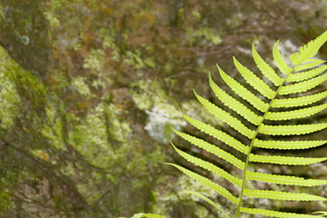 Fern leaf background