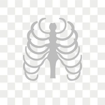 Sternum vector icon isolated on transparent background, Sternum logo design