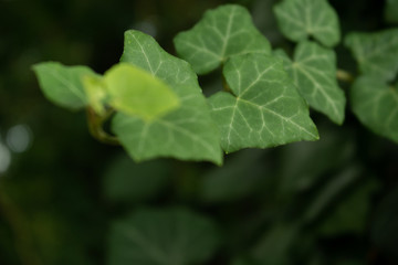 Fototapeta na wymiar feuilles