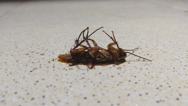 ant eating cockroach