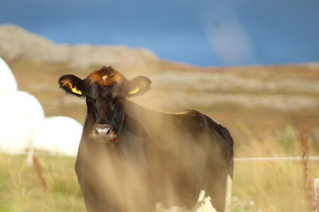 Icelandic cow 