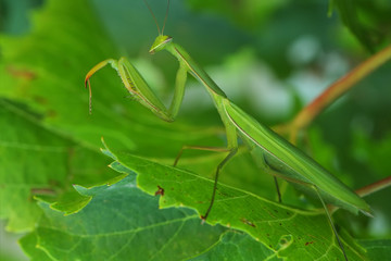 green mantis macro