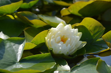 Water lily blooming on the pond