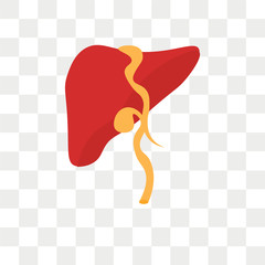 Liver vector icon isolated on transparent background, Liver logo design