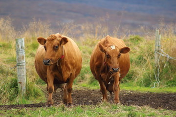 Mooing icelandic cows