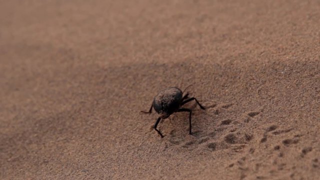 Early morning in the sandy desert, the beetle Blaps did not absorb dew and did not heat up. Sand stuck on the beetle's wet back
