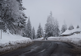 Naklejka premium Road in the winter forest