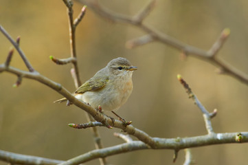 Common chiffchaff sings a song in the spring during the breeding season.