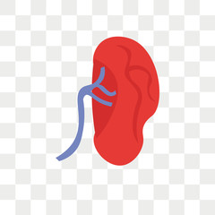 Kidney vector icon isolated on transparent background, Kidney logo design