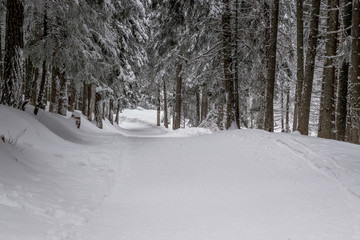 Road in the winter forest