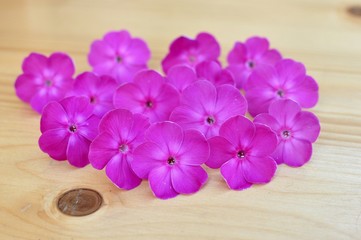 Concept of pink flowers on wooden background with selective focus