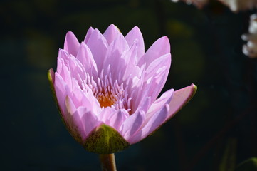 Water lily blooming on the pond