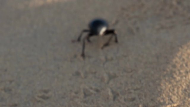 Black beetles (darkling beetles, Blaps gigas) roam sands of Great Indian Desert (Thar), leave chain of tracks; they collect water from morning raw air, are saprophages. Camera pursues object
