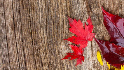 Naklejka na ściany i meble Red maple leaves on textured wooden background banner