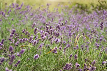 Obraz premium Lavender flower. Slovakia