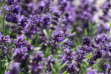 Lavender flower. Slovakia