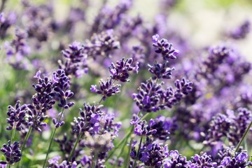 Lavender flower. Slovakia