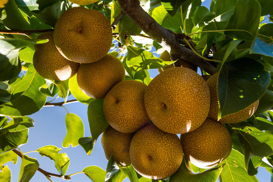 Branch with many Pyrus pyrifolia or Nashi growing in the tree. A rare type of pear native to East Asia. Outdoor day scene with sunlight at sunset.