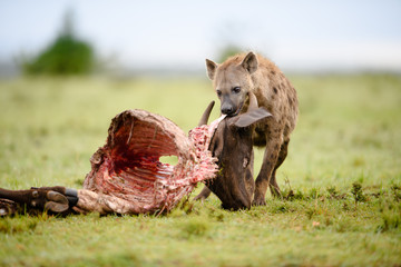 Spotted hyena with kill
