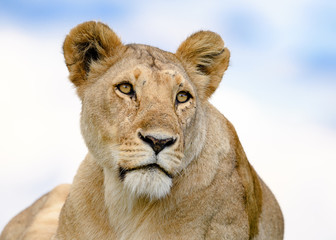 Close up of african lion