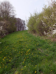 Wiese mit Löwenzahn © Michael Rogner