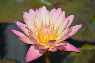 Water lily blooming on the pond