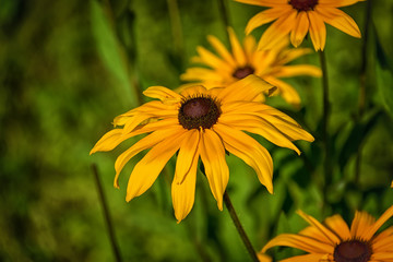 Yellow flower