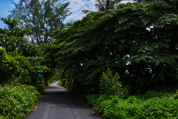 Green, lush summer tropical forest with road. Beautiful landscape. Scenic shot of narrow road along trees in the lush forest.