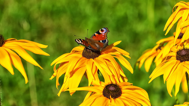 Red butterfly on yellow flower 