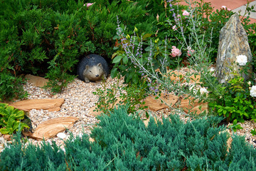 Landscape design. Flowers garden. Flowers in the garden after rain. Flowers macro. The care of garden plants