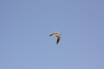 Lone seagull in flight,no clouds,blue sky