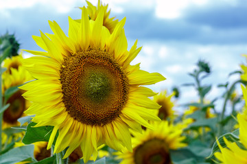 Fototapeta premium Sunflower field and blue sky with clouds.