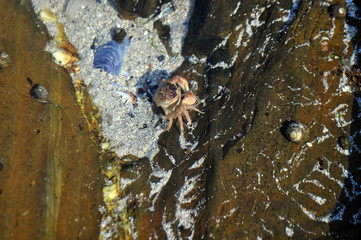Beach crustacean on rocks