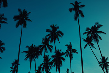 Obraz premium Palm trees against blue sky. Tropical coast. Vintage toned and stylized, coconut tree, summer tree, retro. Beautiful sunset background. Silhouettes of palm trees against sky during a tropical sunset.