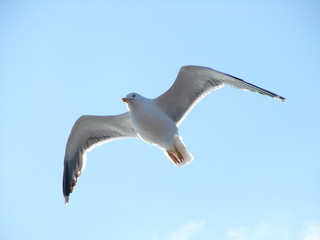 Flying seagull