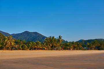 Summer nature background. Beautiful exotic beach of golden sand full of palm trees in a jungle....