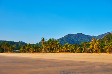 Summer nature background. Beautiful exotic beach of golden sand full of palm trees in a jungle....