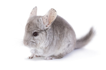 Cute chinchilla isolated on white