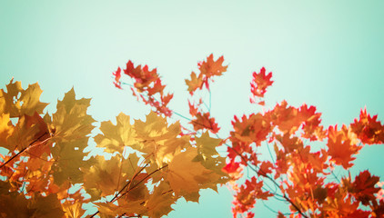 yellow maple leaves in autumn park on bright blue sky, retro toned banner