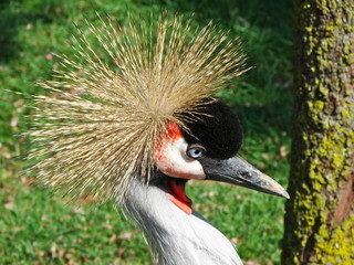 Gru coronata