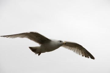 Flying seagull