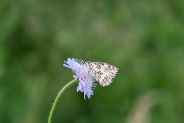 Butterfly on flower. Slovakia