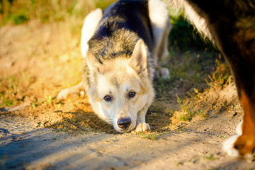 Shepherd lies on the ground at sunset. nice dog in the nature