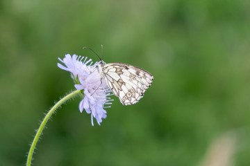 Butterfly on flower. Slovakia