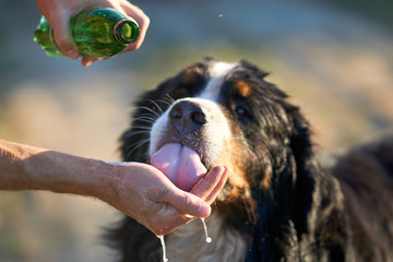 sennenhund drinks water from the rivers of the host from a bottle of water