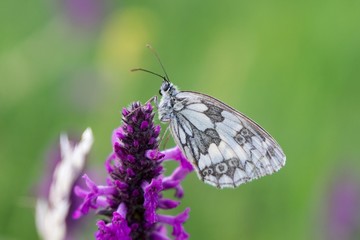 Buttefly on lavender flower. Slovakia